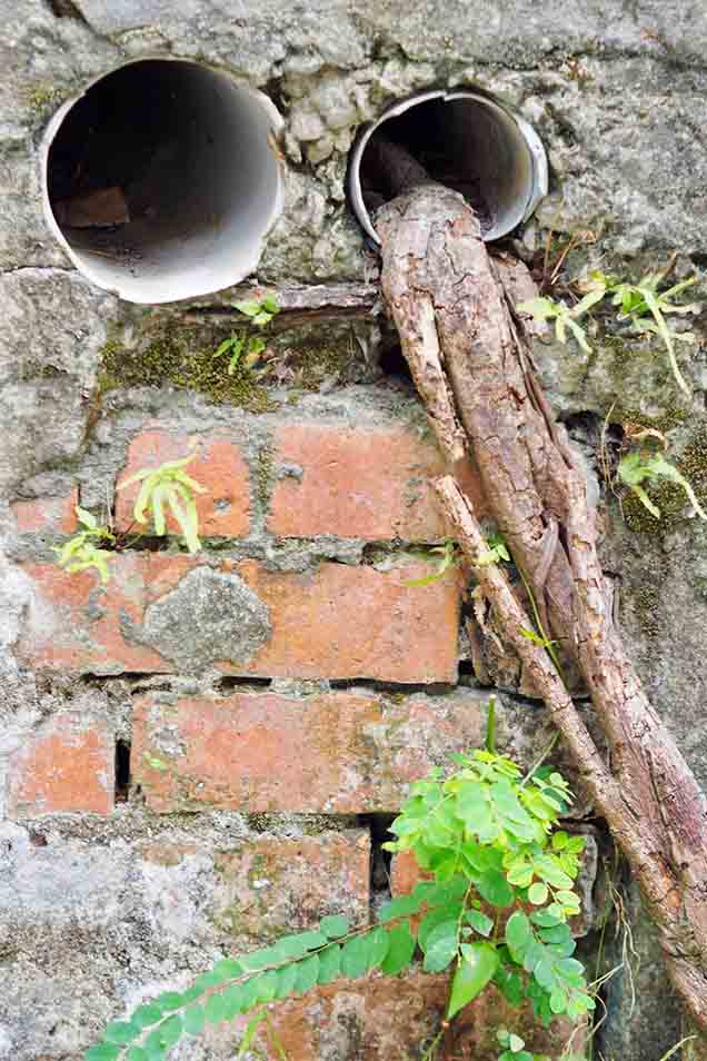 Roots in sewer pipe Roots in sewer pipe