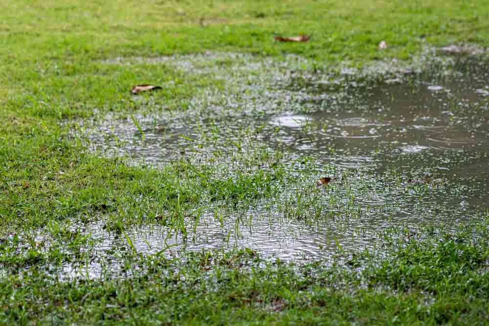 Puddle on lawn