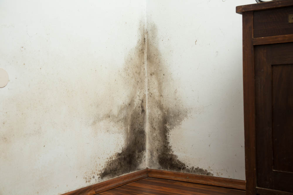 Mold on walls