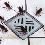 insects around a drain