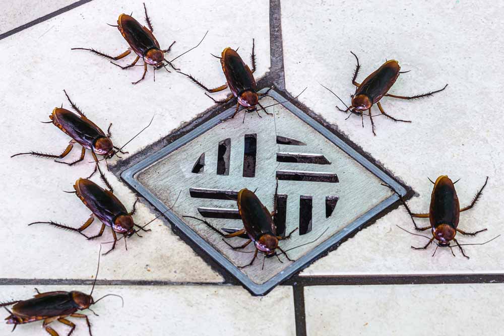 insects around a drain