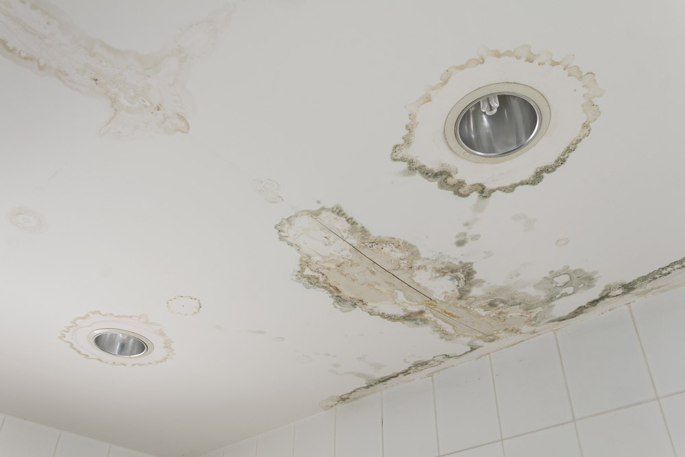mold around water-stained ceiling or wall mold around water-stained ceiling or wall