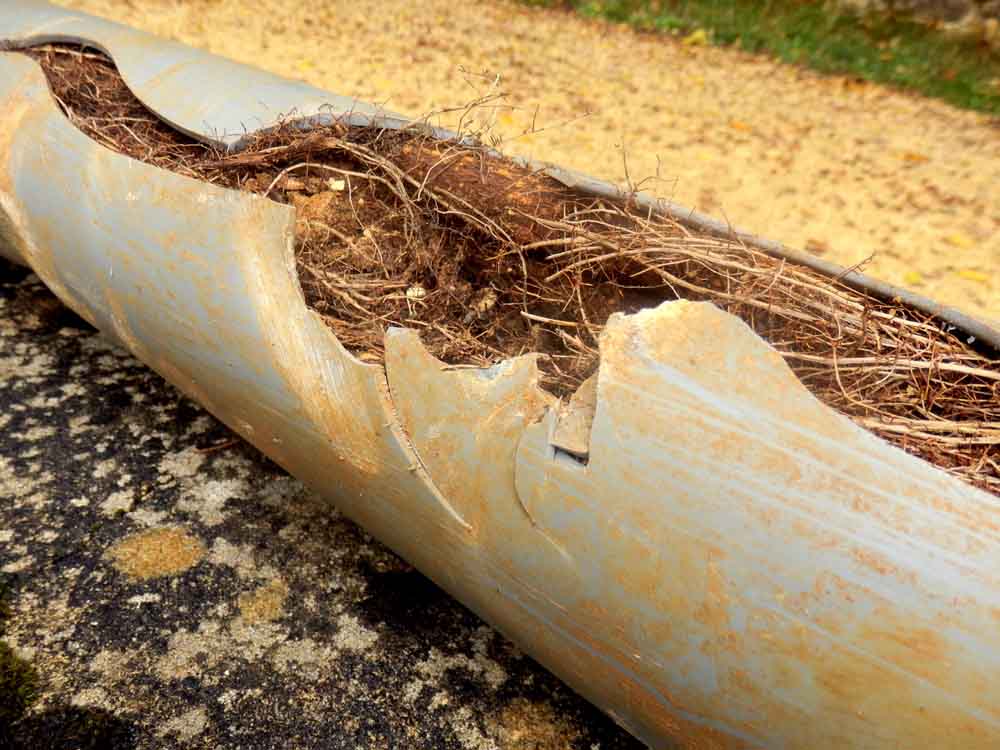 pipe line with tree root intrusion