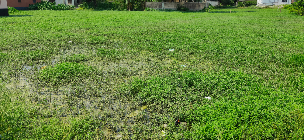 Dense growth of hazardous flora like plankton and algae on the water body,