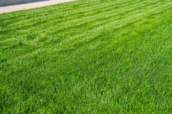 healthy green lawn over septic system